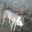 Thumbnail: Kangayam cow for sale
