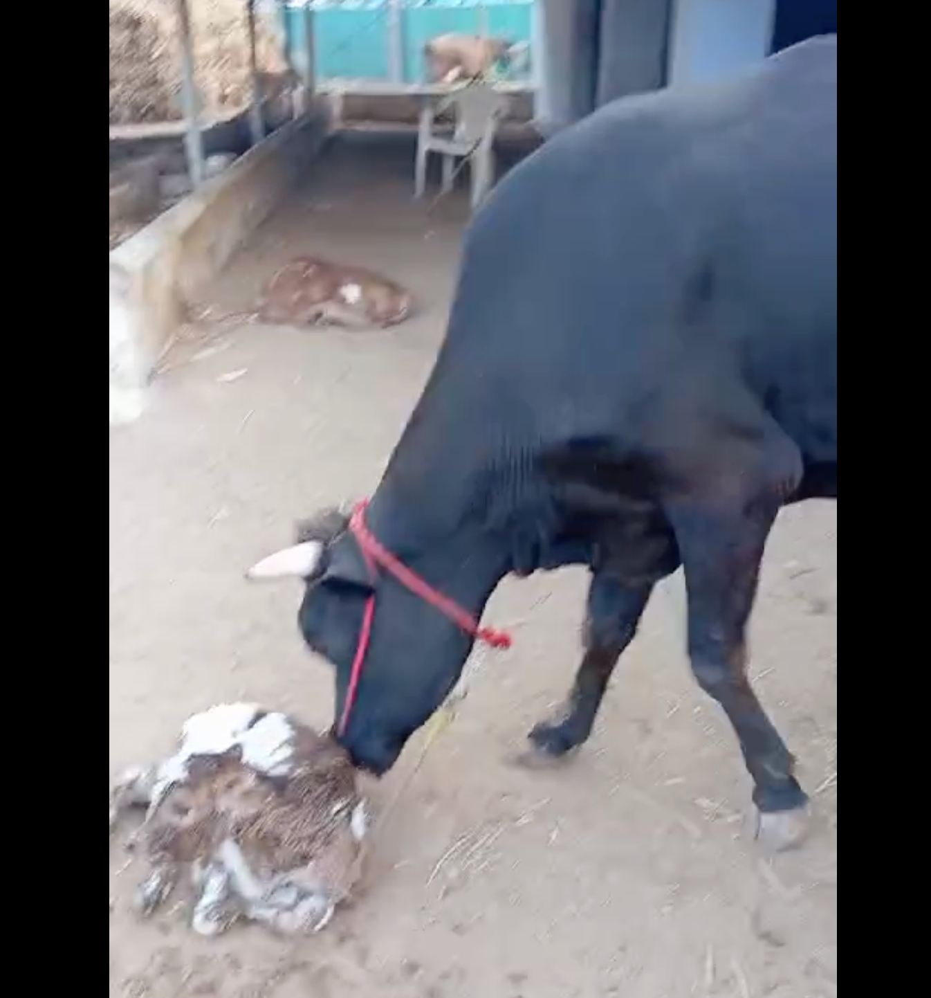 Young Milking Cow Sale in Udumalpet