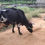 Thumbnail: சினை மாடு விற்பனைக்கு