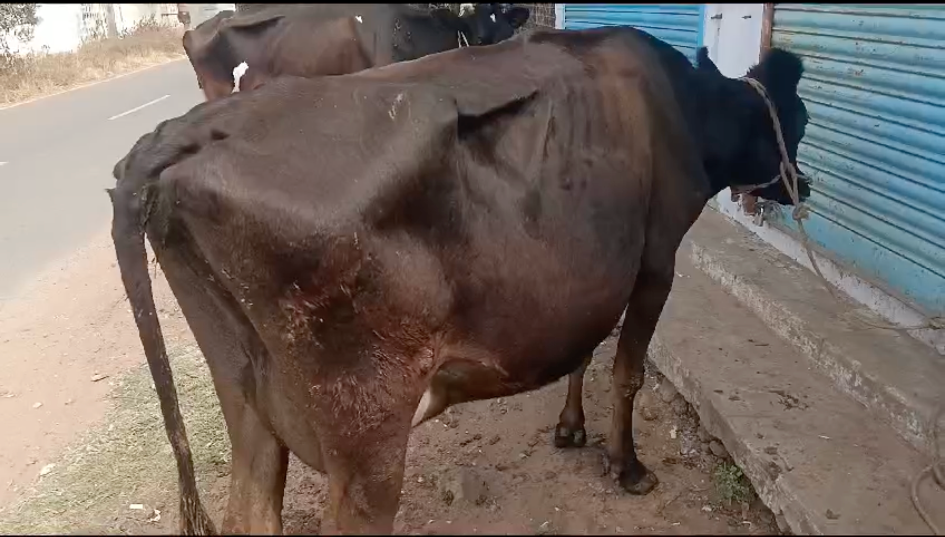 கை கறவை மாடு விற்பனைக்கு