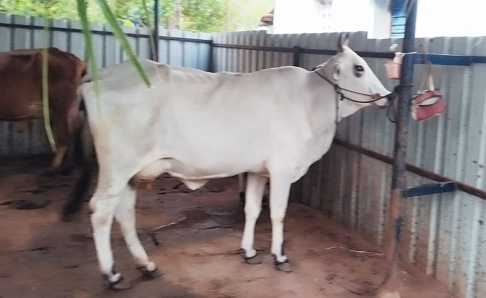 Thumbnail: Cow for sale