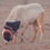 Thumbnail: Sheep for Sale in Madukkarai
