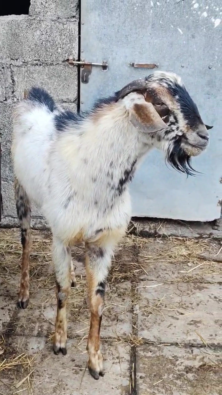 Thumbnail: Male Goat Sale in Virudhunagar
