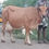 Thumbnail: சிவகாசியில் இளங்கறவை மாடு விற்பனைக்கு