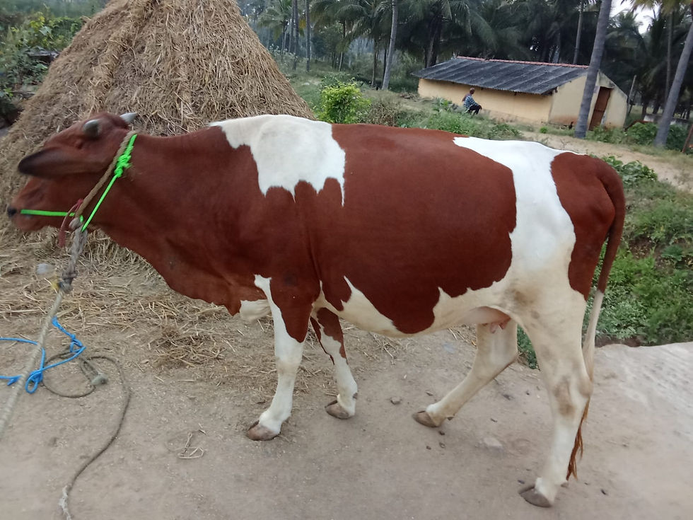 Thumbnail: நாலு பல் சினை மாடு விற்பனைக்கு 
