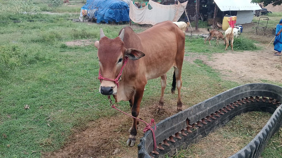 காங்கேயம் காளைக்கன்று விற்பனைக்கு