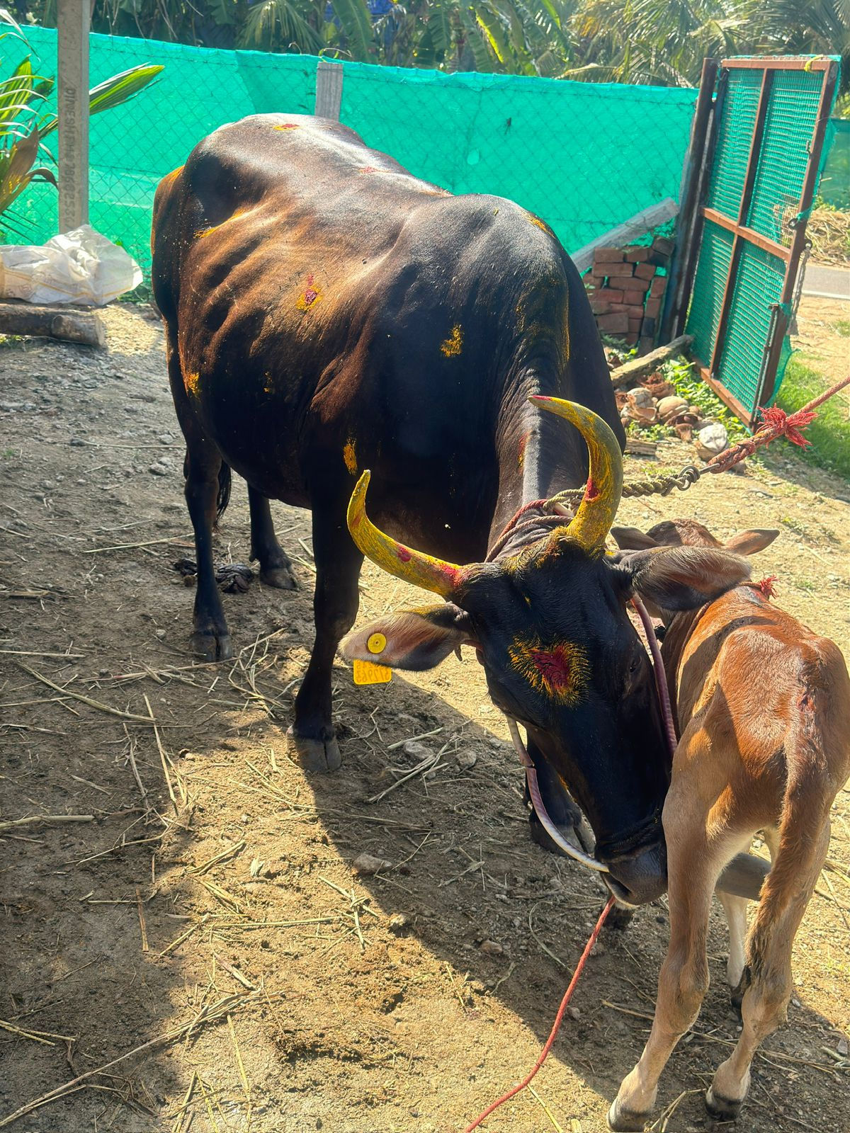 காரிமறை 3 ஆம் ஈத்து மாடு விற்பனைக்கு