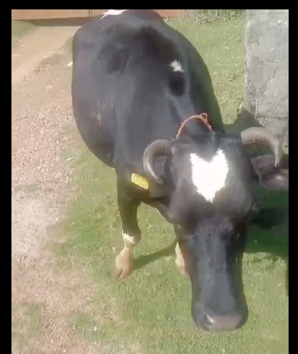 மூன்றாவது ஈத்து சினை மாடு விற்பனைக்கு