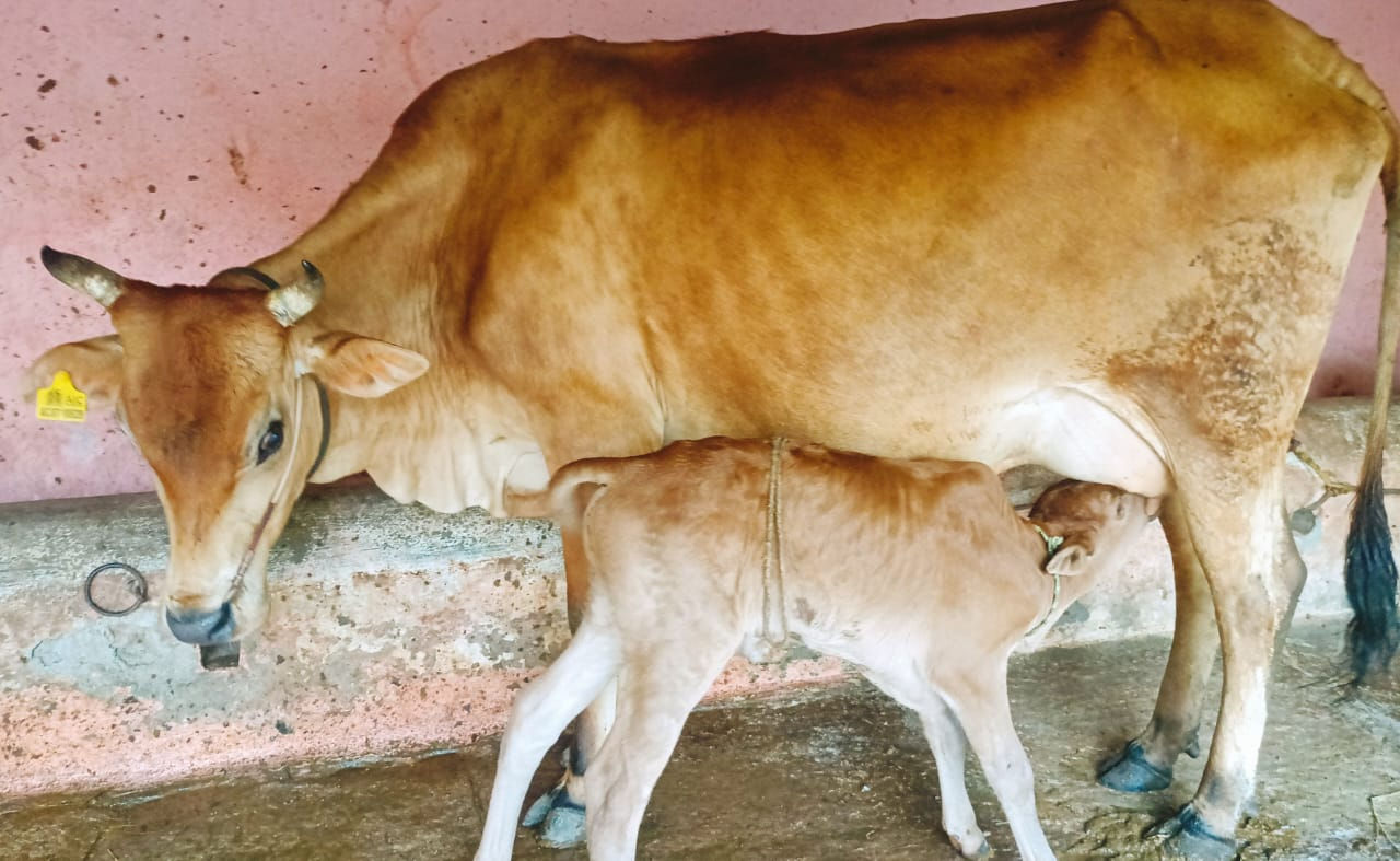 Productive Milking Cow Available for Sale