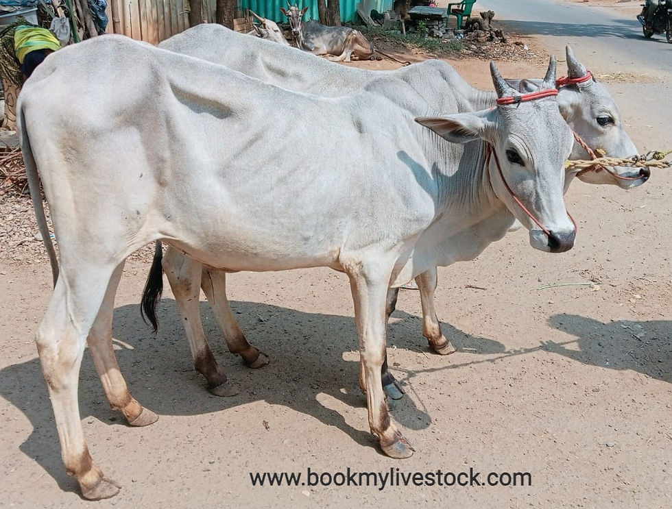 Thumbnail: Oxen for sale