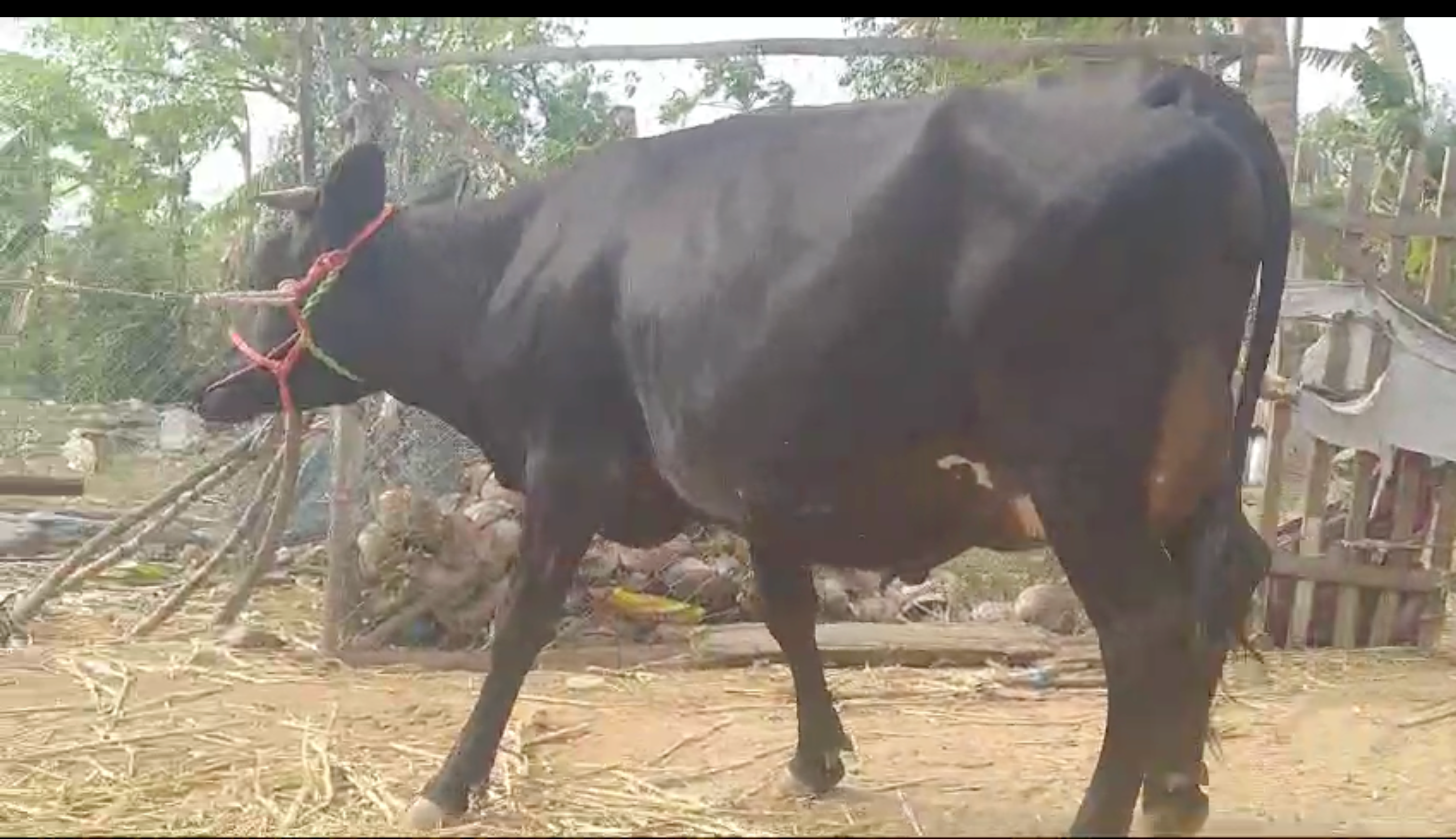 தலை ஈத்து மாடு விற்பனைக்கு