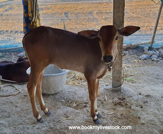 Thumbnail: Cow with a female calf for sale