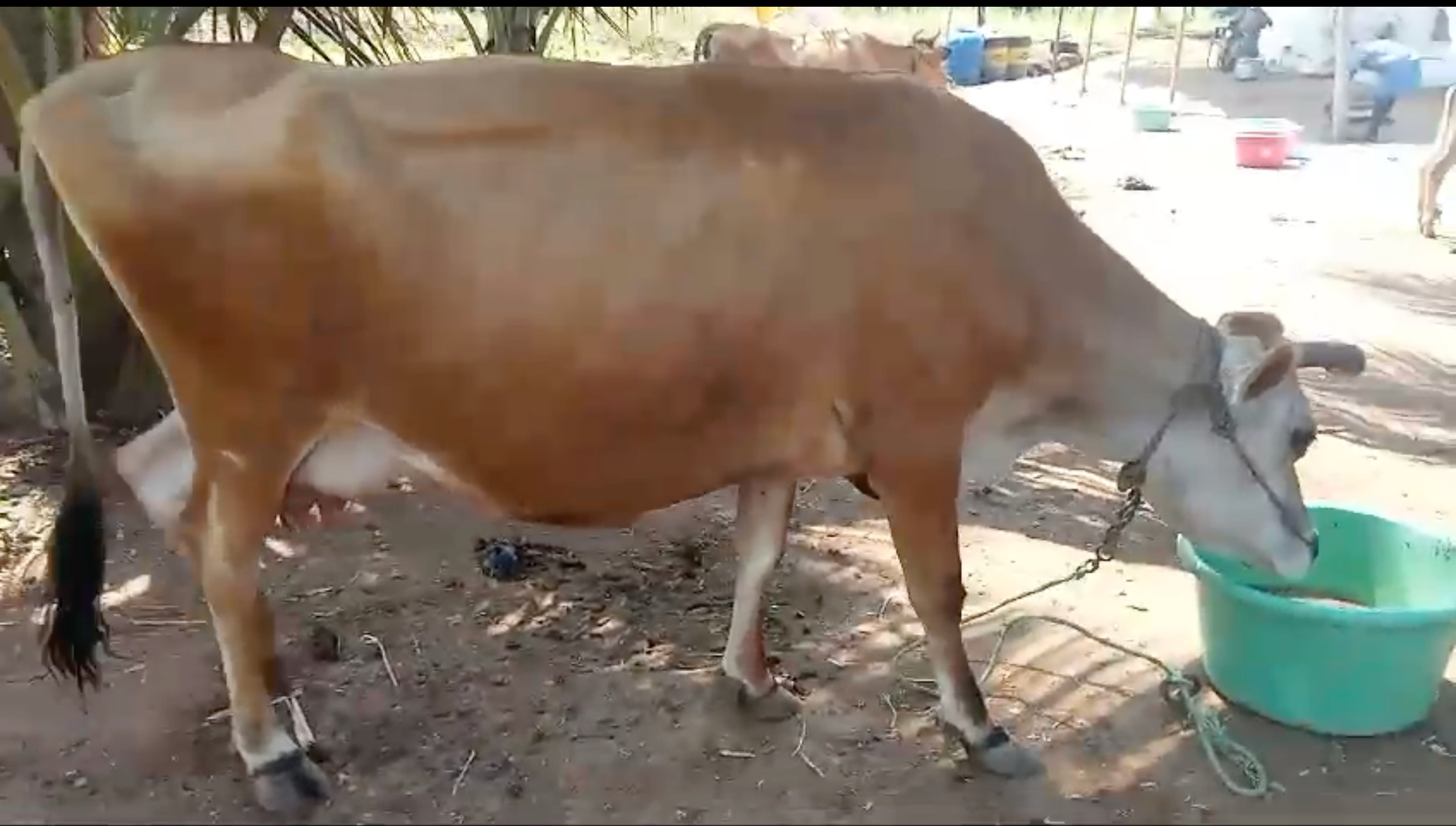  கறவை மாடு விற்பனைக்கு, நெகமம்