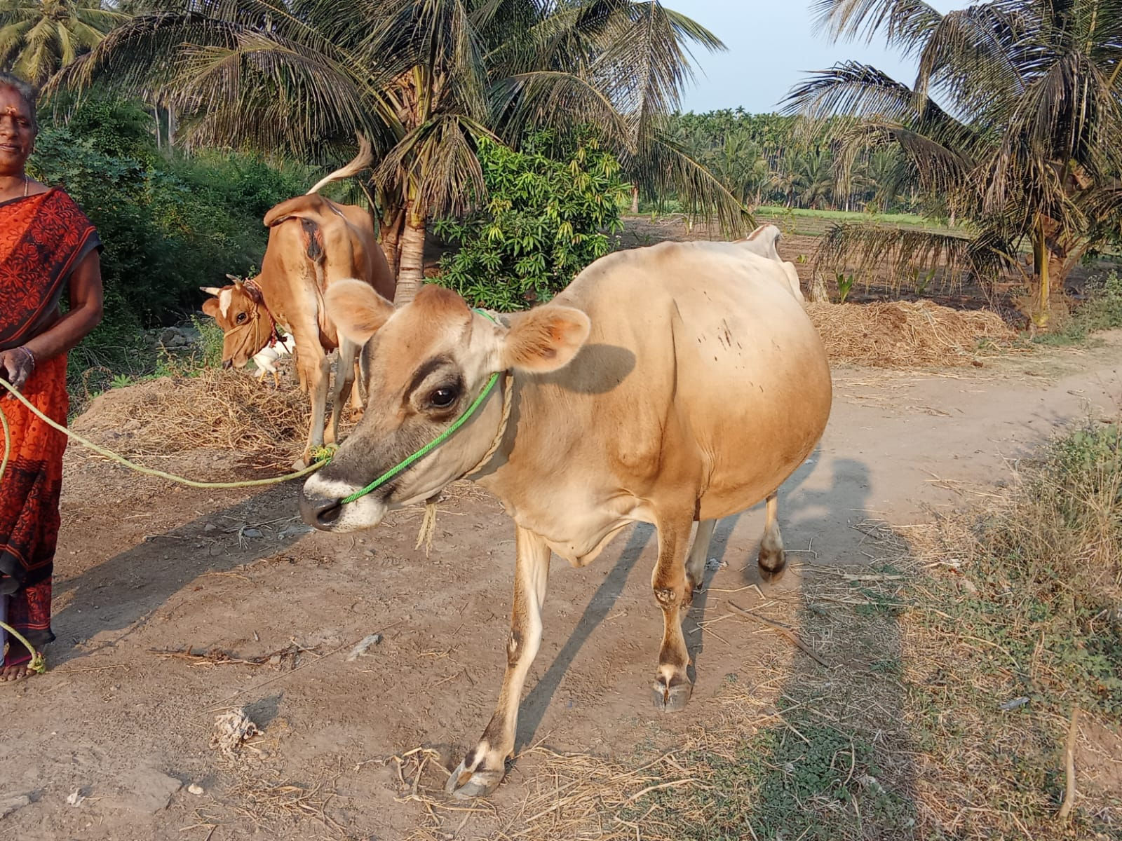 இரண்டாம் ஈத்து சினை மாடு விற்பனைக்கு