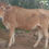 Thumbnail: 3 மாத சினை கிடாரி விற்பனைக்கு