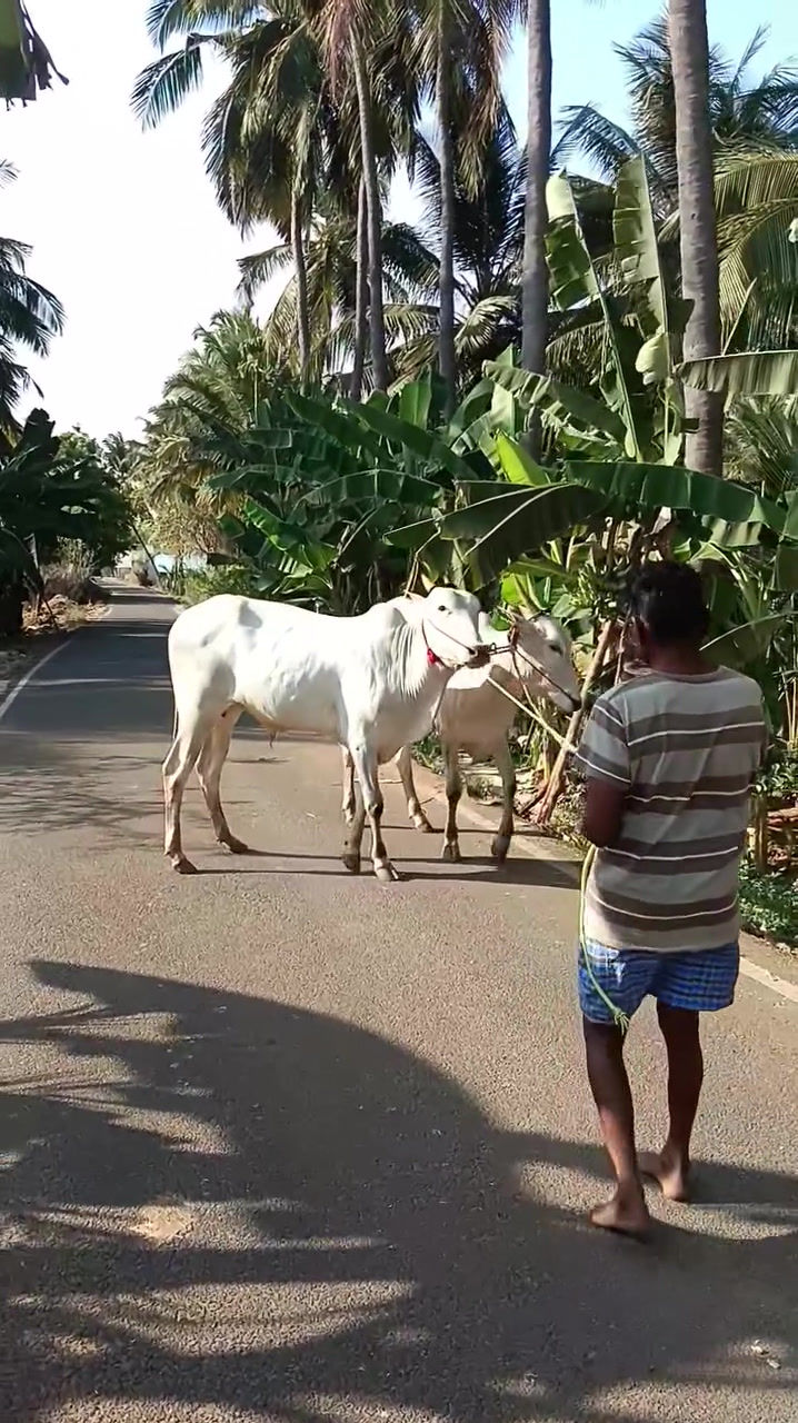 Thumbnail: Oxen for sale