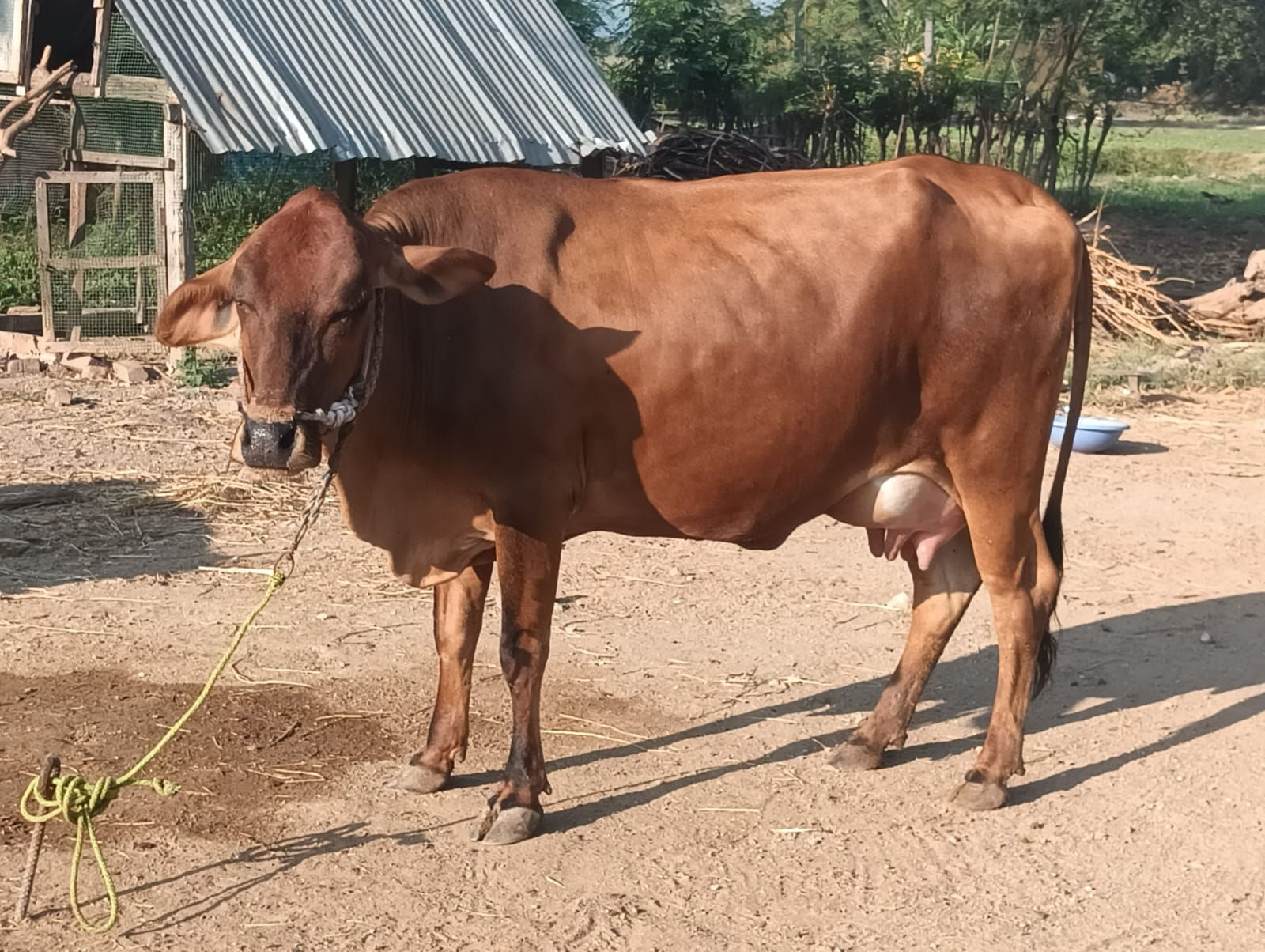 Jersey cow sale in salem