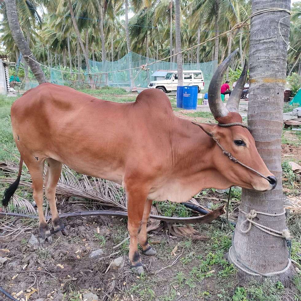 Thumbnail: Ox for sale