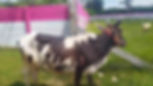 Thumbnail: low price desi cow sale in tamilnadu