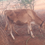 Thumbnail: Female calf for sale