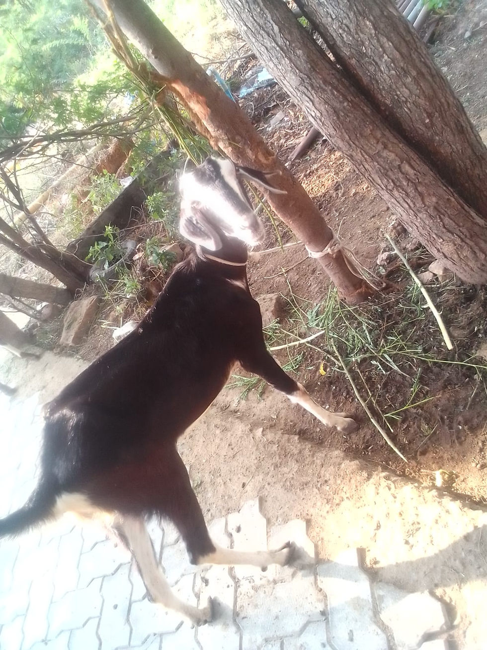 Thumbnail: ஆடு மற்றும் கிடாய் விற்பனைக்கு