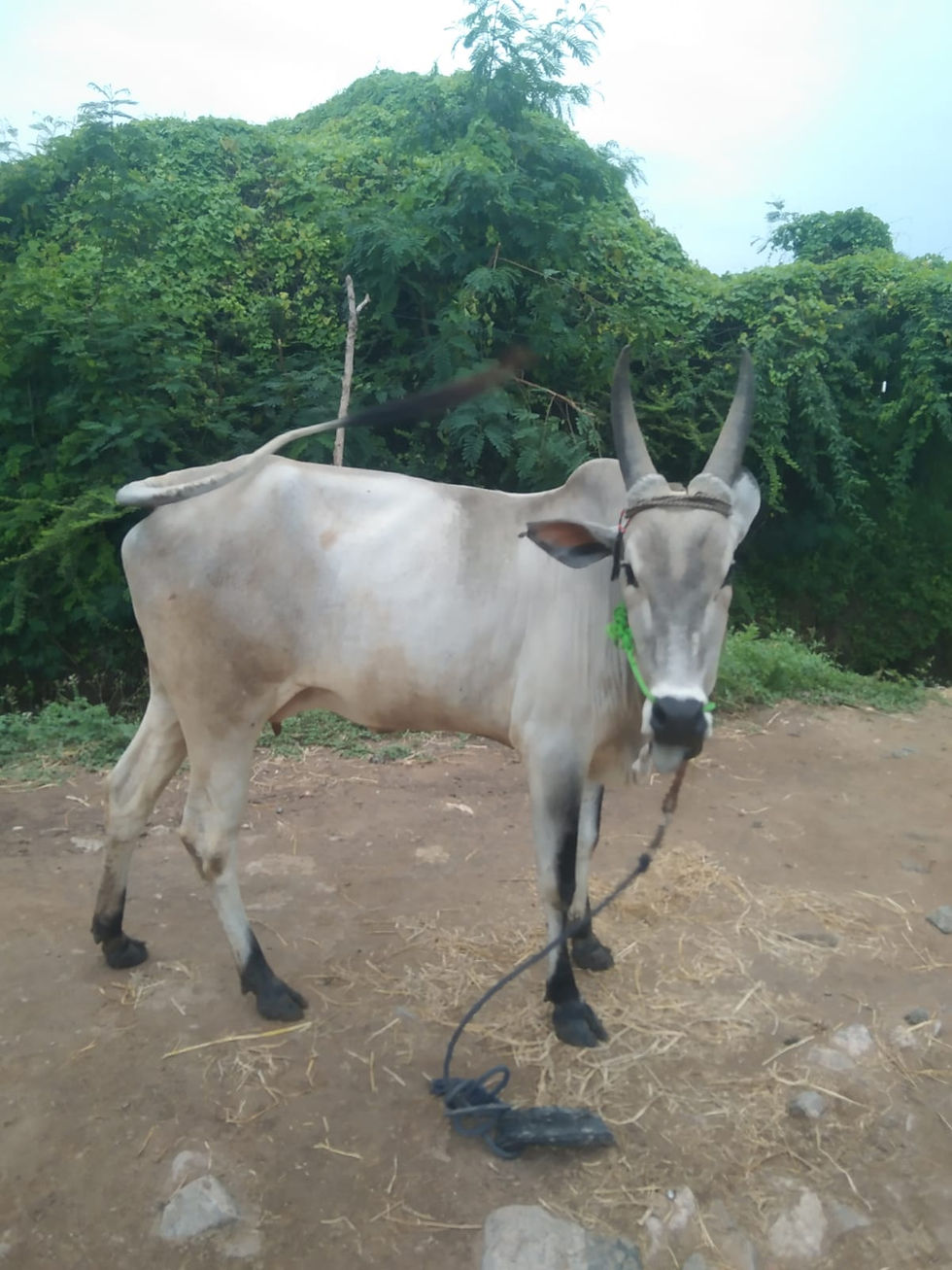 Thumbnail: Kangayam cow for sale