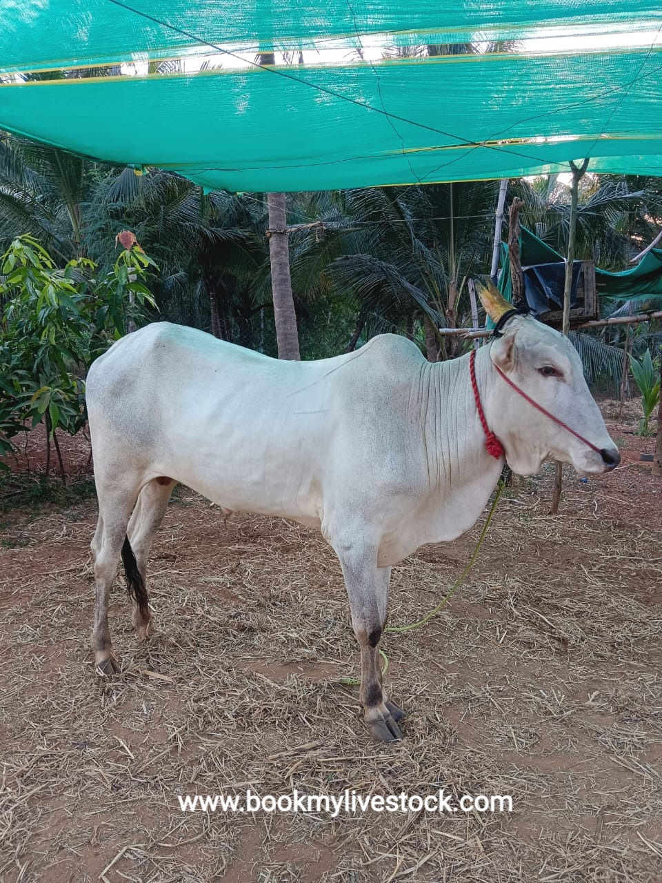 Thumbnail: Oxen for sale