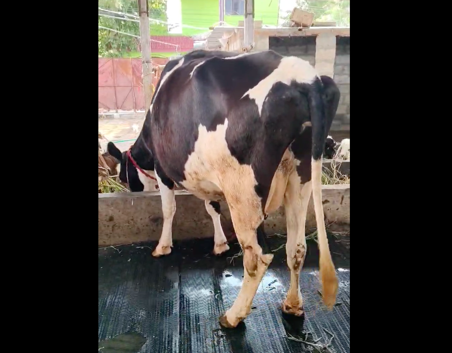 விருதுநகரில் HF மாடு விற்பனைக்கு