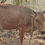 Thumbnail: Cow Sale in Salaiyur Udumalpet