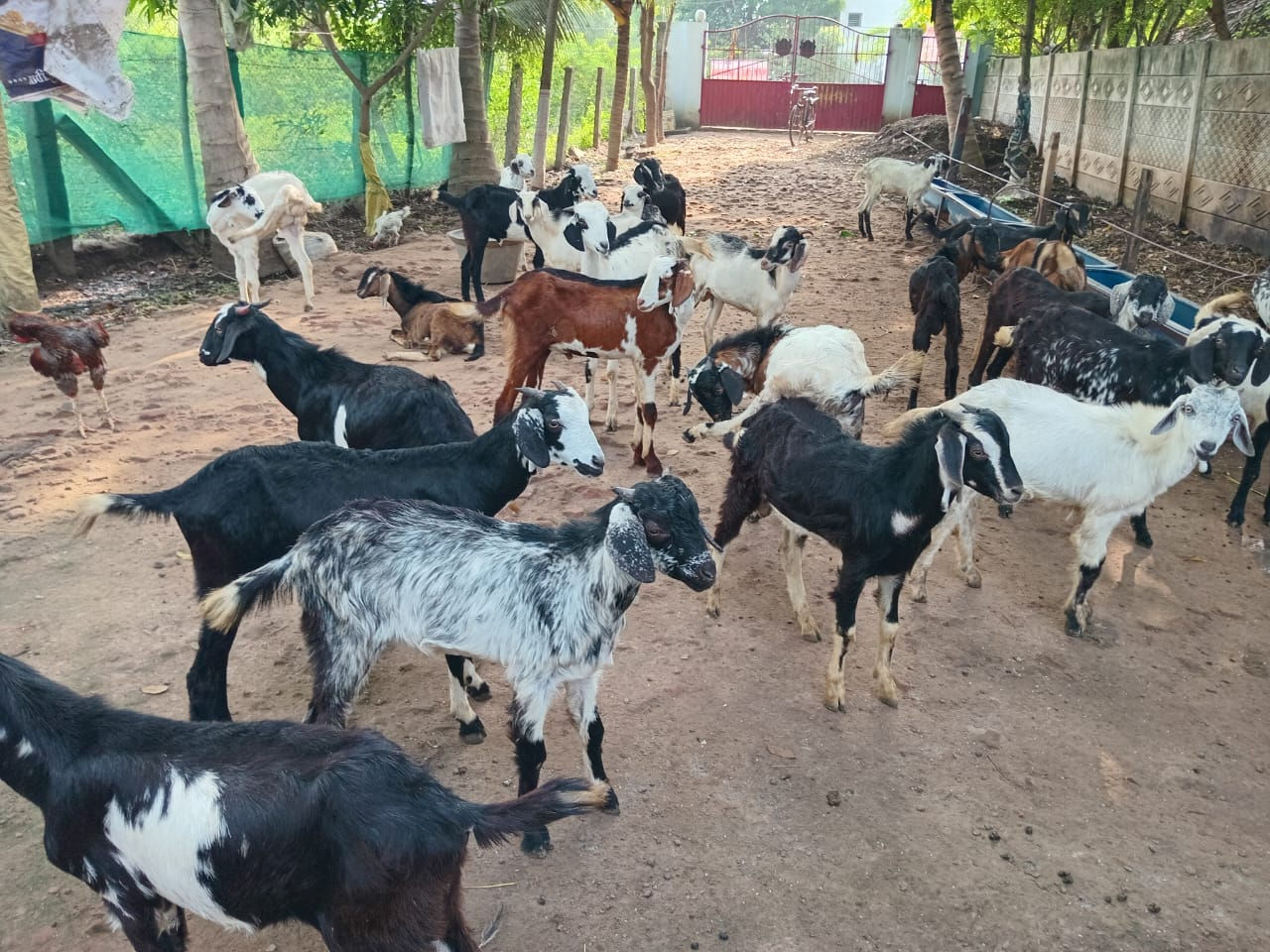 Male goats sale in thanjavur