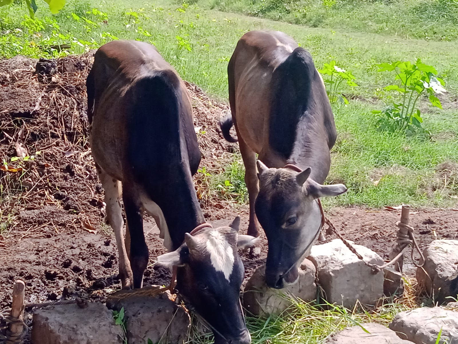 Male calves for sale