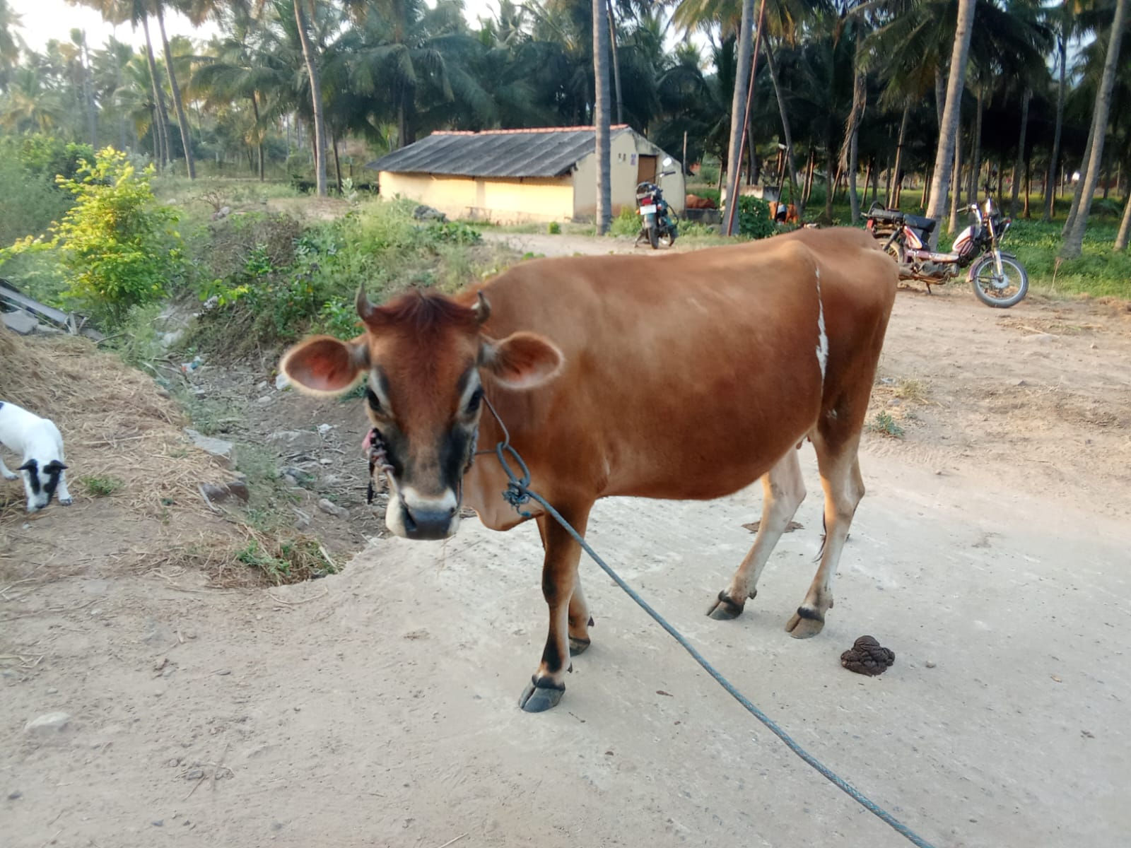 1st lactation cow sale in salem
