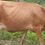 Thumbnail: Cow for sale