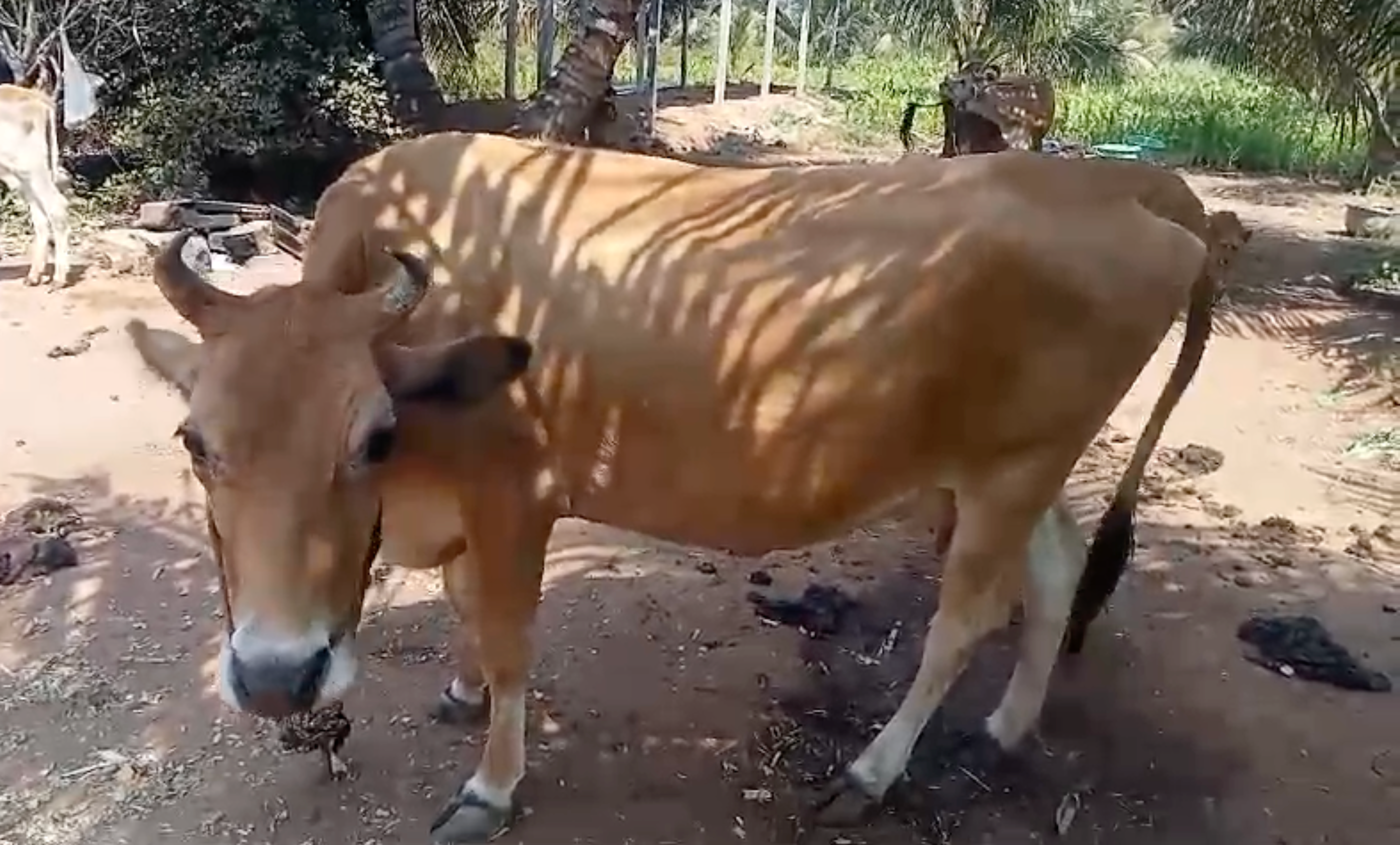 9 லிட்டர் கேரண்டி கறவை மாடு விற்பனைக்கு, நெகமம்