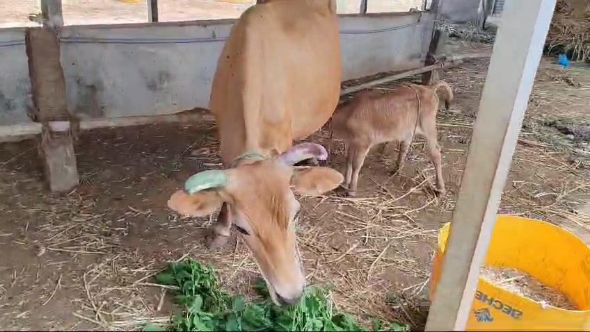 Thumbnail: பல்லடத்தில் இரண்டு மாடு விற்பனைக்கு 