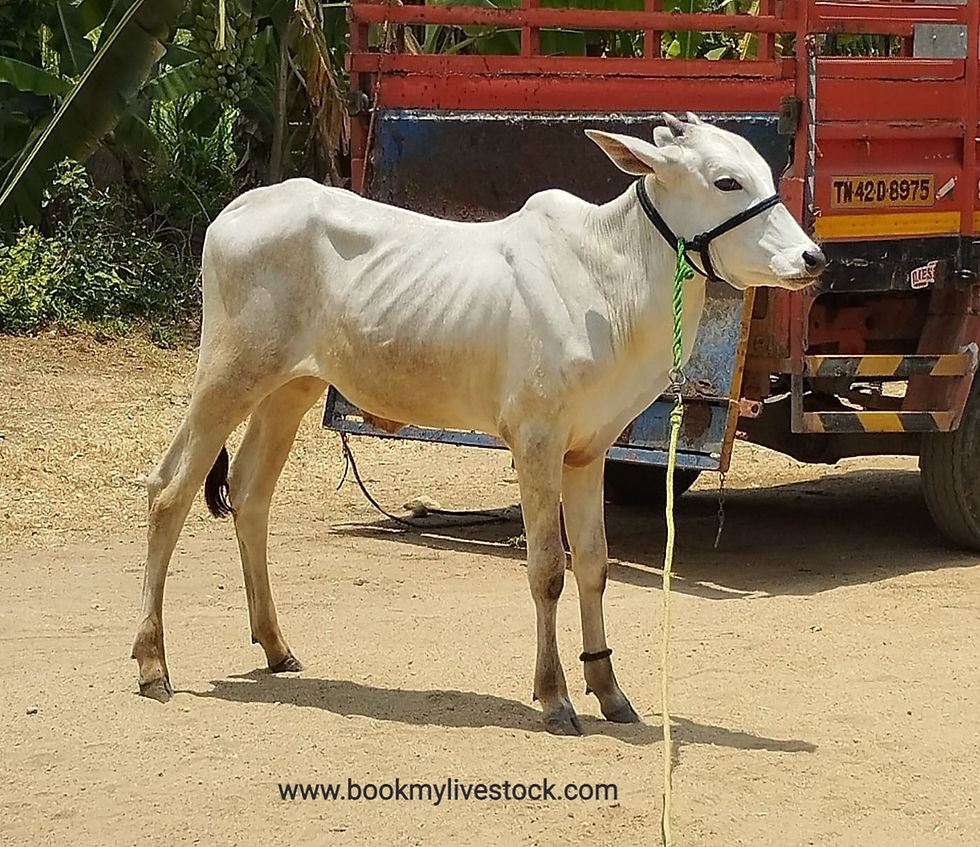 Thumbnail: 8 months mylai ox for sale