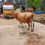 Thumbnail: Three Cows Sale in Salem