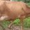 Thumbnail: Cow for sale