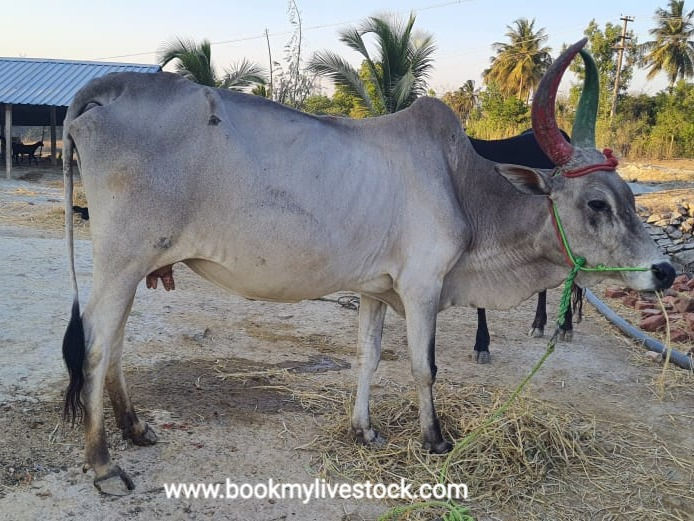 Thumbnail: Cow with a female calf for sale