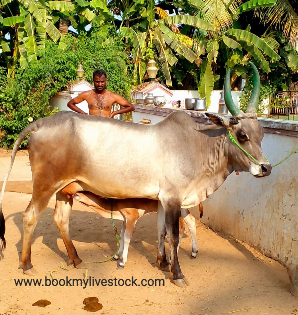 Thumbnail: Mylai cow & male calf