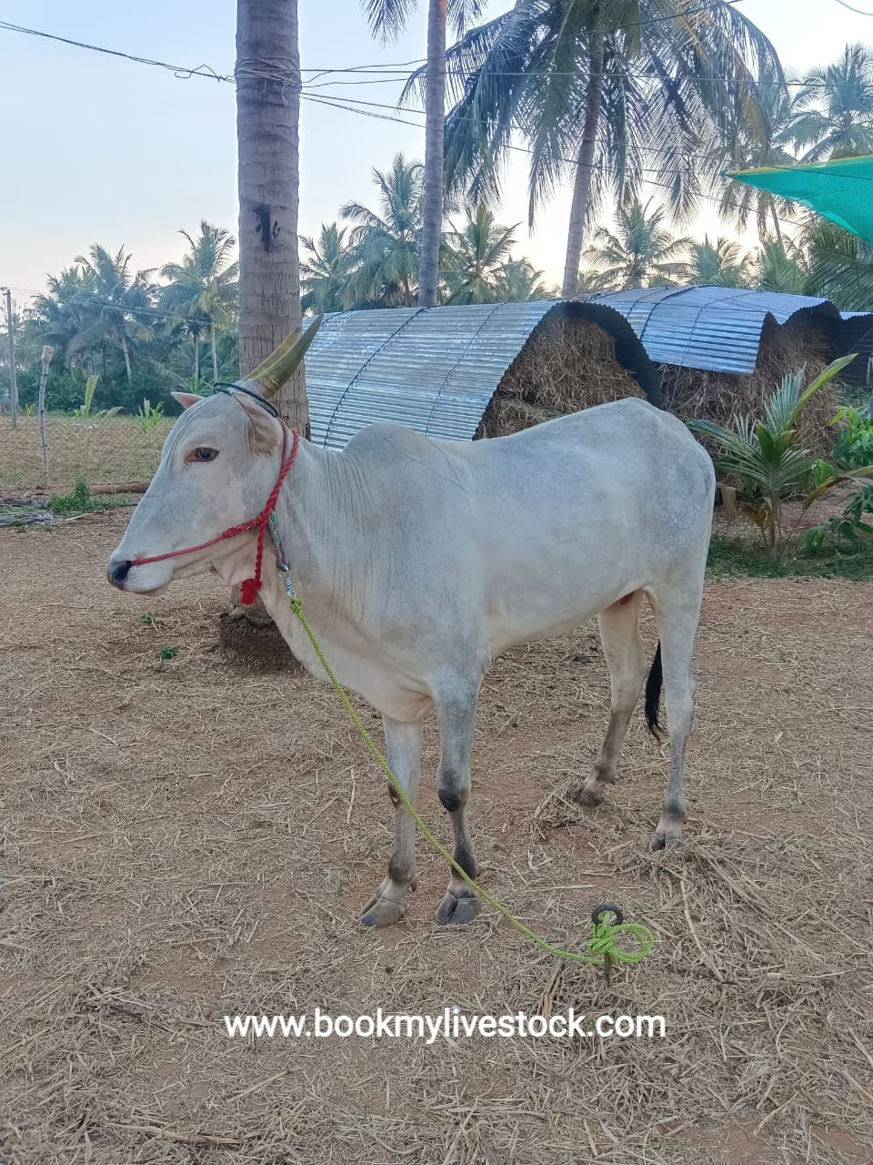 Thumbnail: Oxen for sale