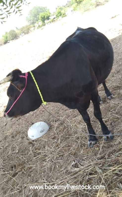 தலை ஈத்து மாடு விற்பனைக்கு