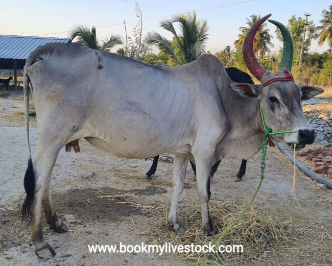 Thumbnail: Cow with a female calf for sale