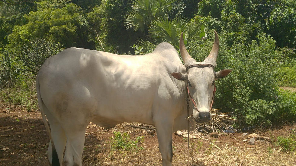 Thumbnail: Pair of oxen for sale