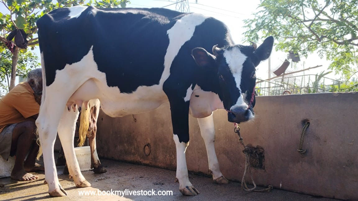 Cow with a female calf for sale