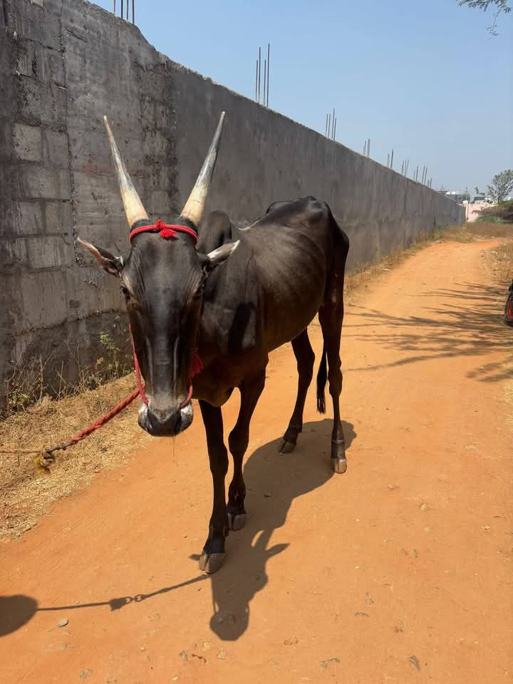 Thumbnail: இரண்டு பல் லம்பாடி விற்பனைக்கு, சுண்டக்காமுத்தூர்
