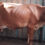 Thumbnail: Gir Cross Cow Sale in Madurai