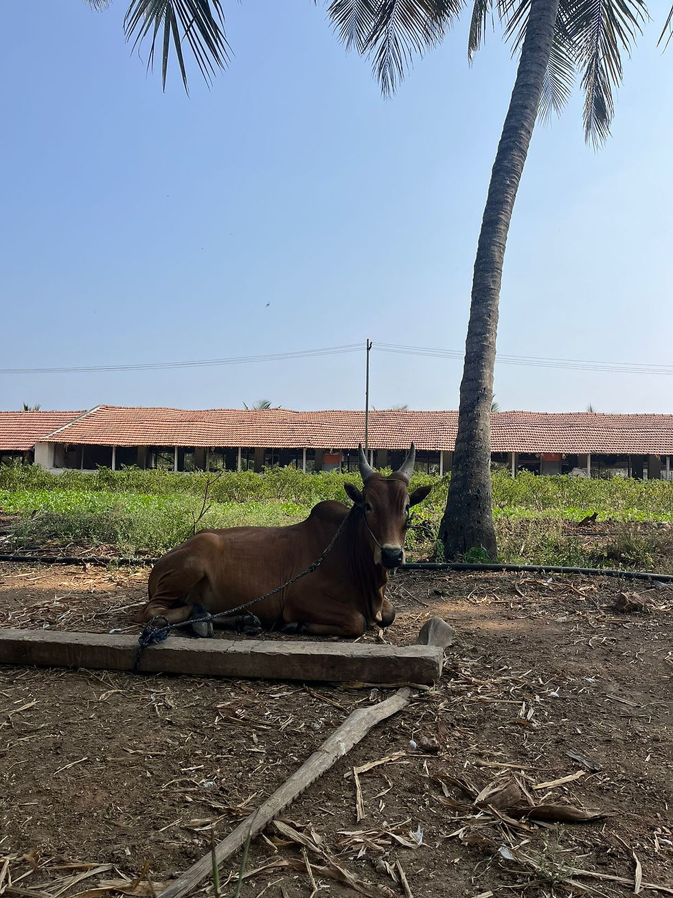 Thumbnail: அழகிய காளை கன்று விற்பனைக்கு, வடவள்ளி
