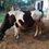 Thumbnail: 7 months pregnant cow sale in vellore