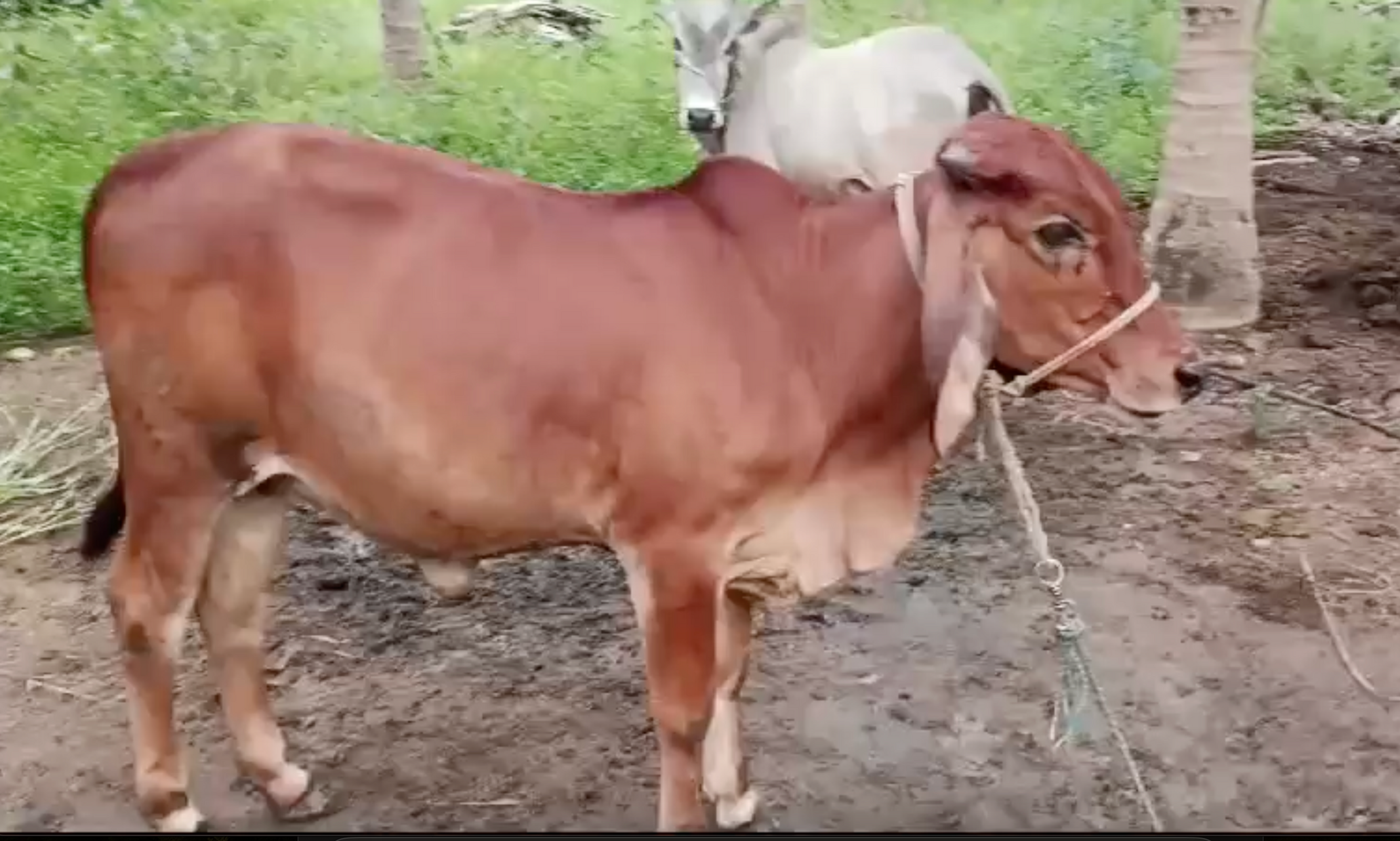 Male and female gir calves for sale